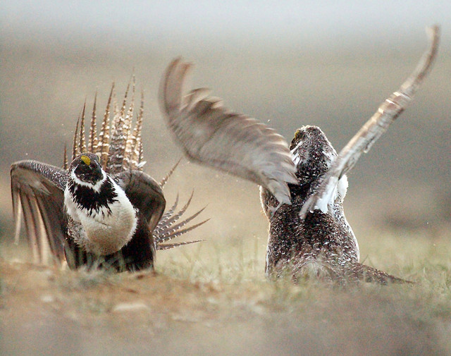 This May 9, 2008 file photo, shows a male sage grouse fighting for the attention of female sage grouse southwest of Rawlins, Wyoming.