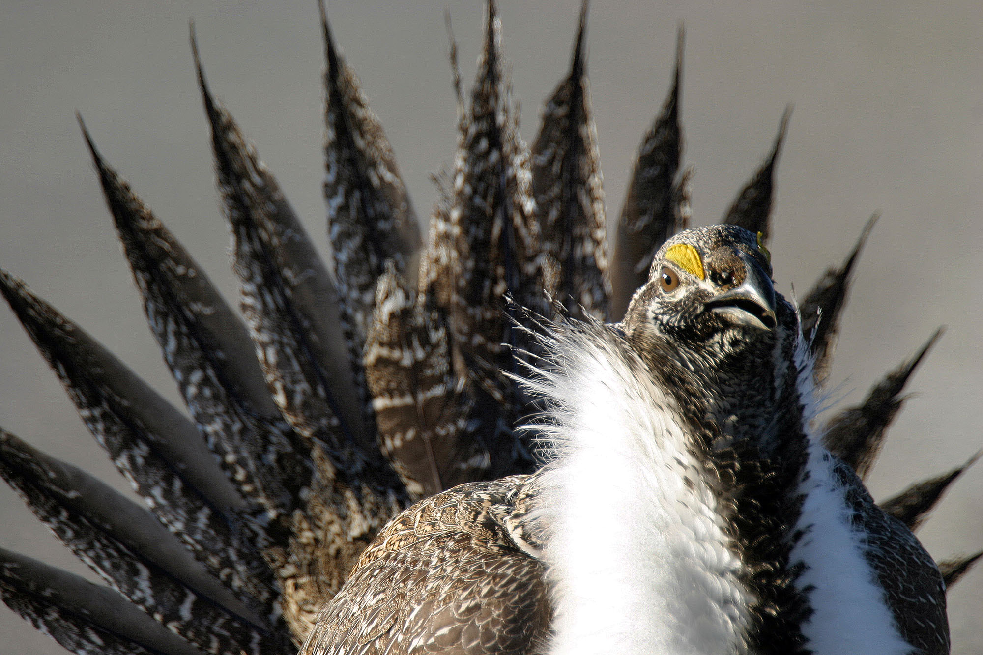 Federal sage grouse conservation plans for Utah, other Western states released