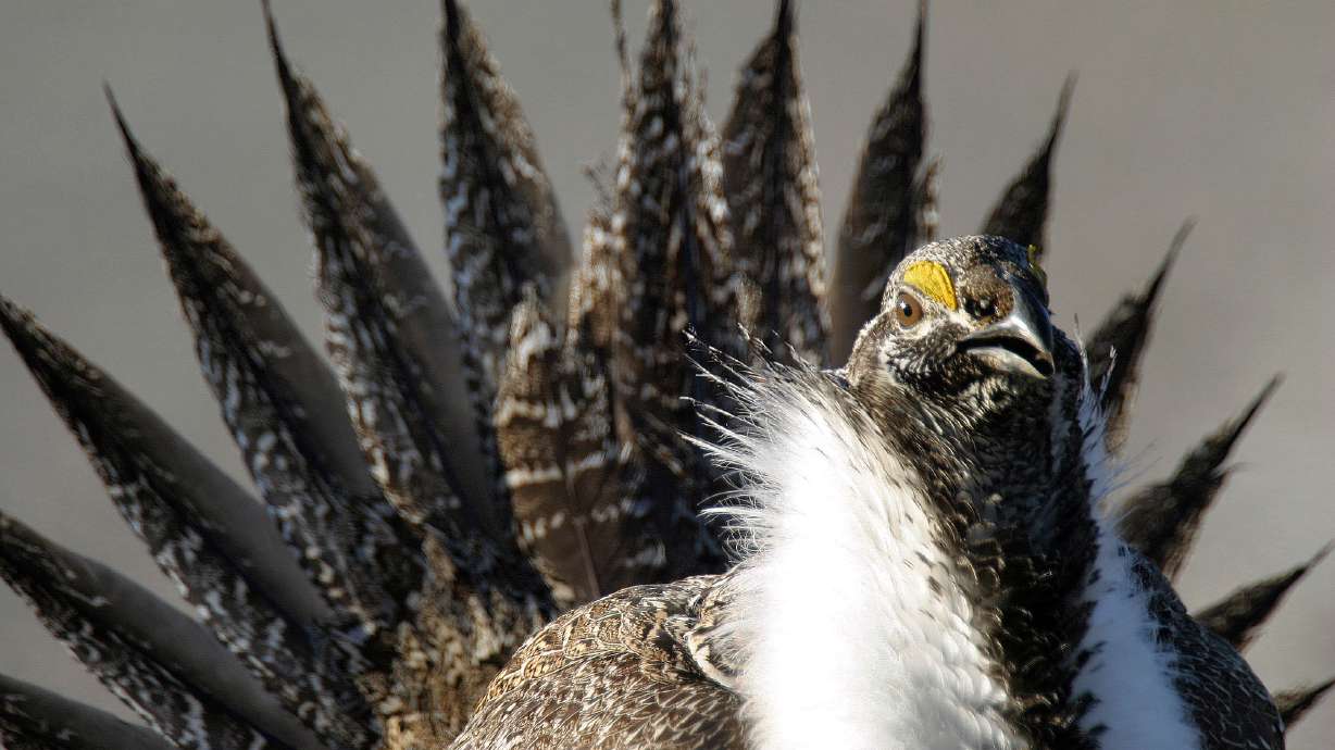 Sage grouse on endangered list will cost Utah billions, Herbert says