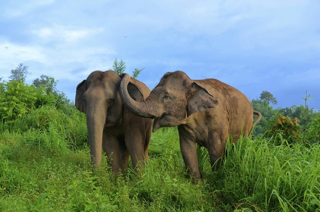Elephants can show empathy to those in distress