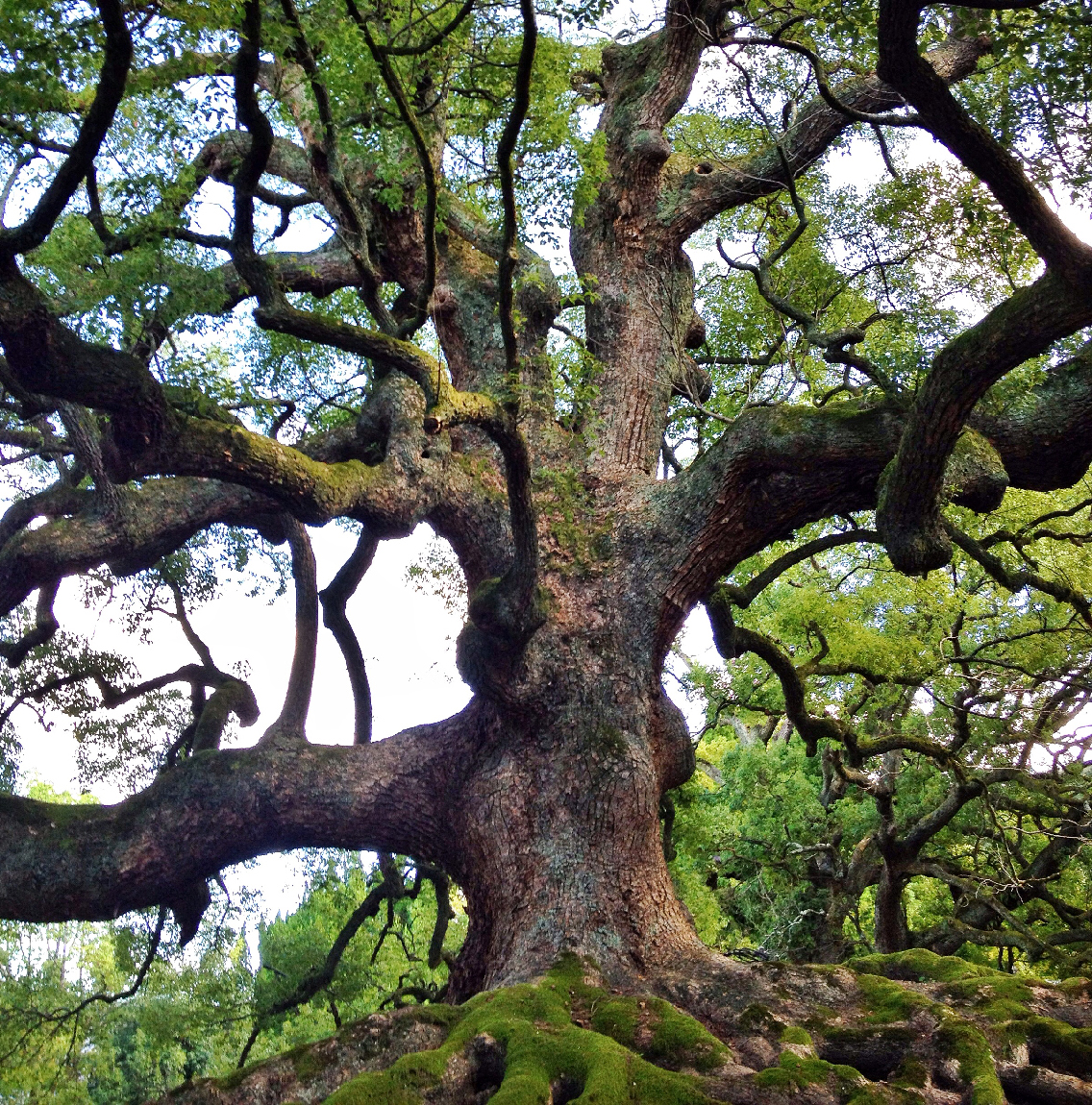 Editing apps like Snapseed, Afterlight (both of 
which I used in this photo) and VSCO Cam allow 
you to tinker with images in a gentle manner. I 
edit nearly every Instagram I take using these 
tools.