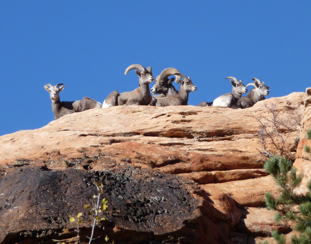 Utah's desert bighorn sheep make steady recovery