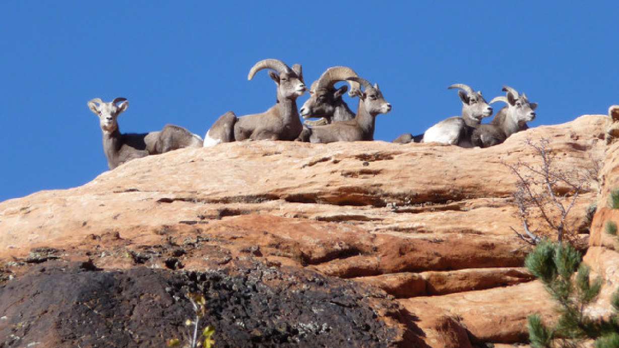 Utah's desert bighorn sheep make steady recovery