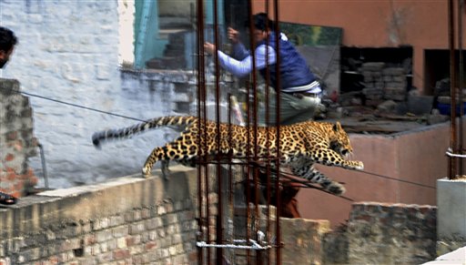In this Sunday, Feb. 23, 2014 photo, an Indian
man moves out of the way of a leopard in the
northern Indian city of Meerut, India. Forestry
officials and police armed with tranquilizer
darts searched for a leopard that injured six
people in the northern Indian city, creating
panic and driving people indoors, police said
Tuesday.
