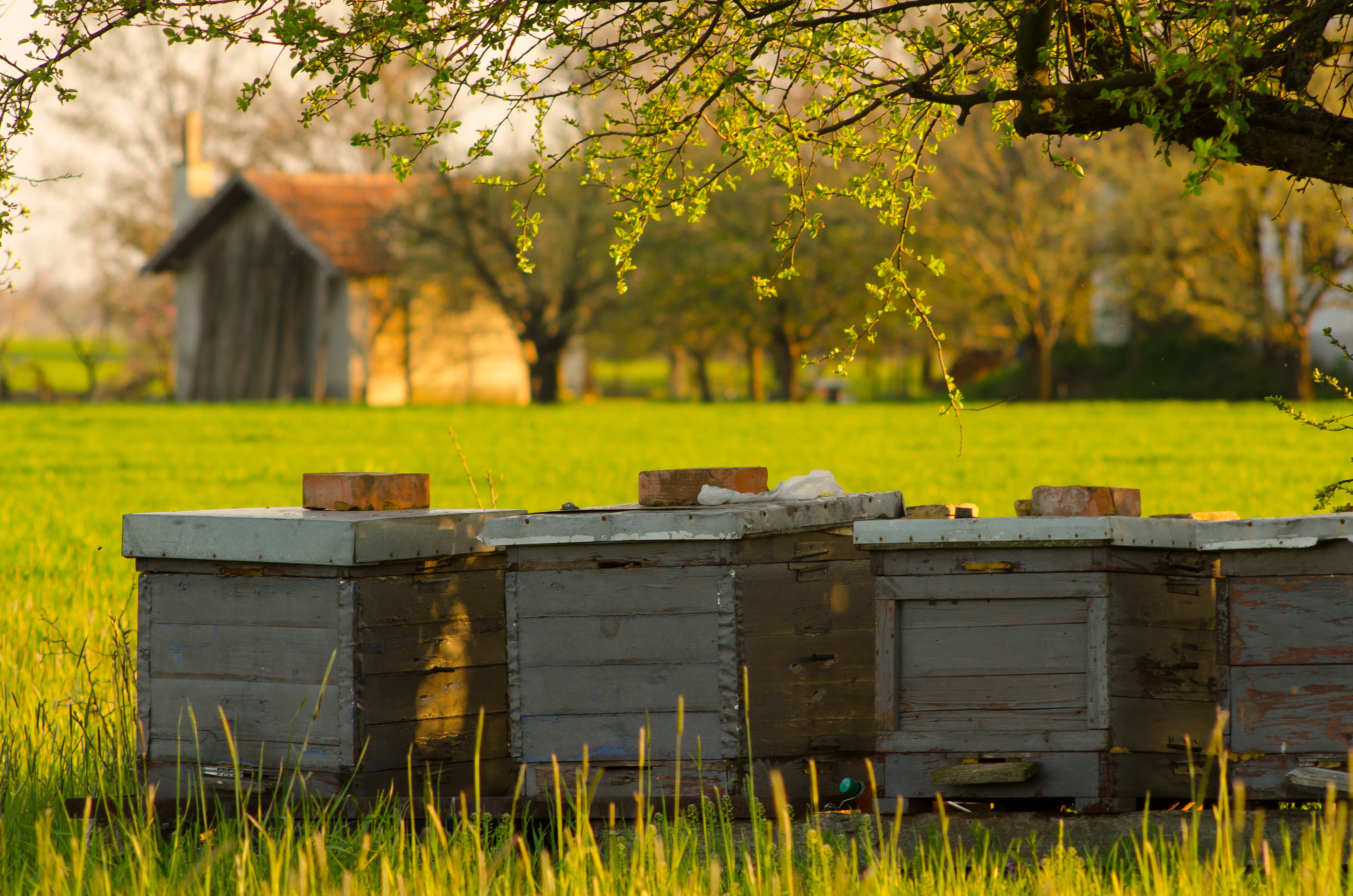 Beekeeping in Utah growing in popularity
