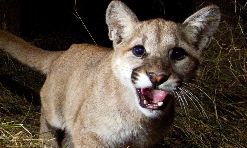 Camera catches mountain lion kittens feeding