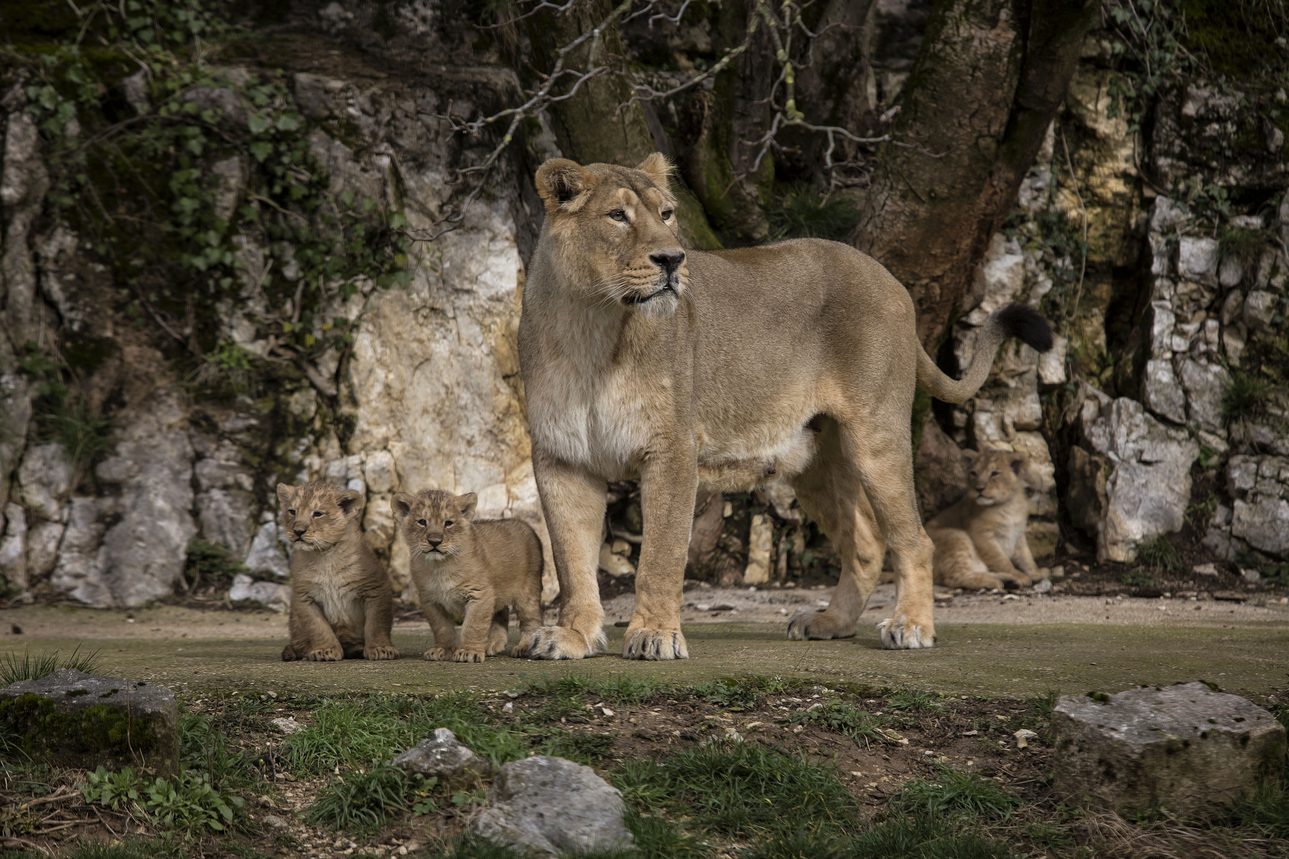Cautiously, French zoo shows off rare lion cubs