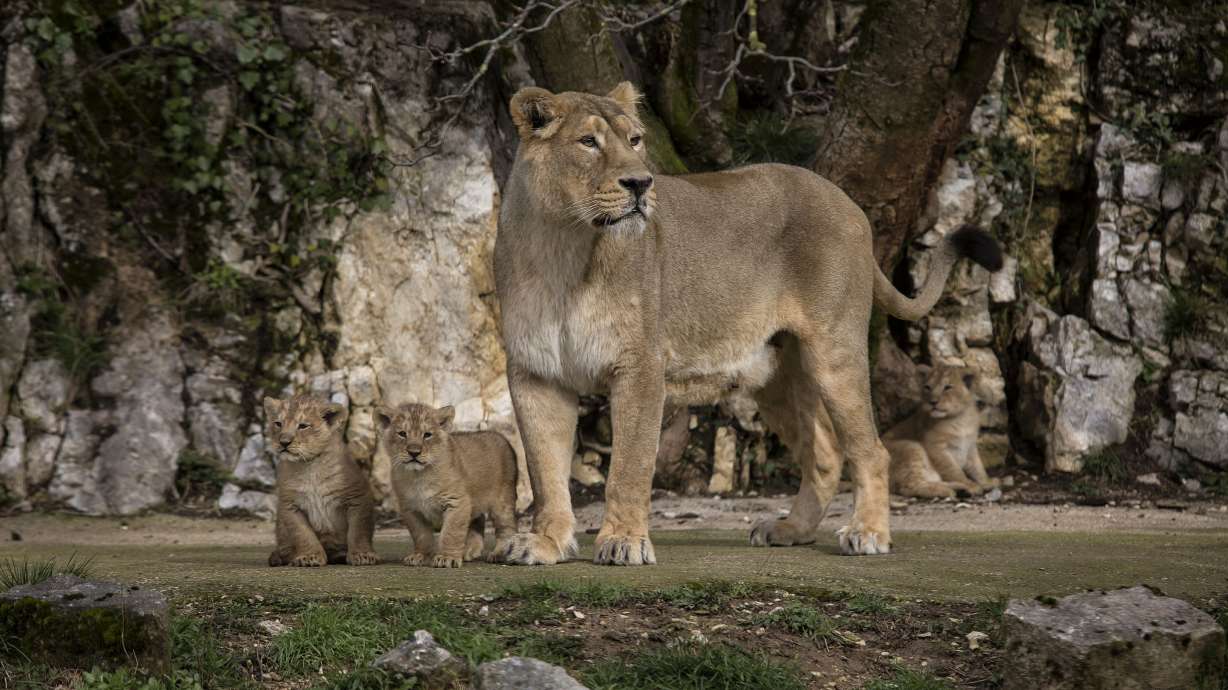 Cautiously, French zoo shows off rare lion cubs