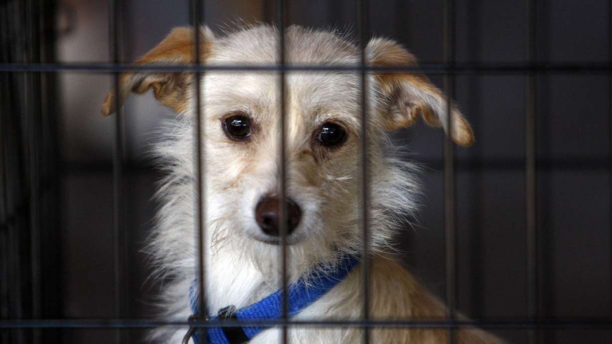 $1.6M gift to support animal adoptions received by S.L. County