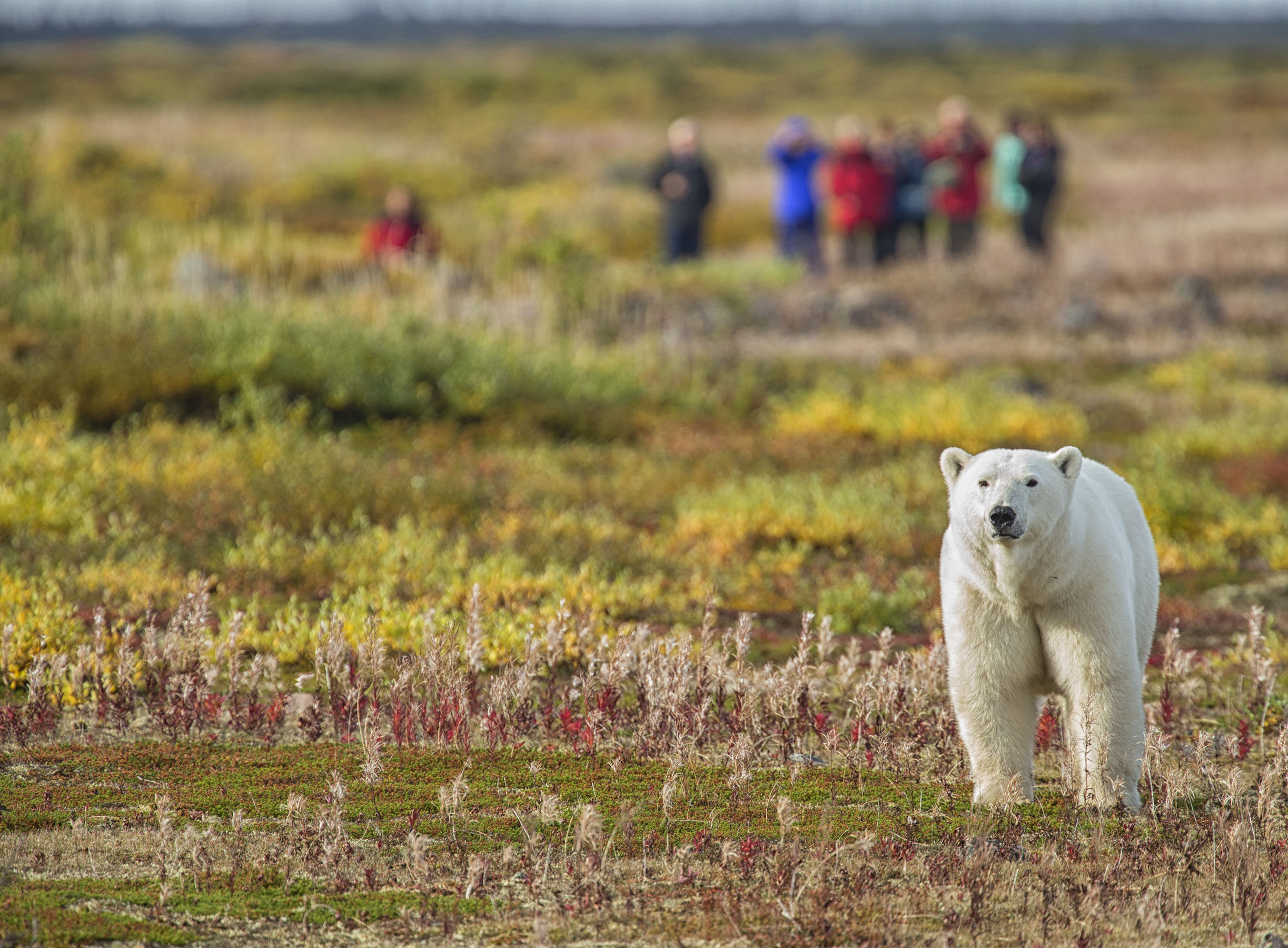Climate change is melting polar bears' Arctic habitat. Courtesy: 
Churchill Wild