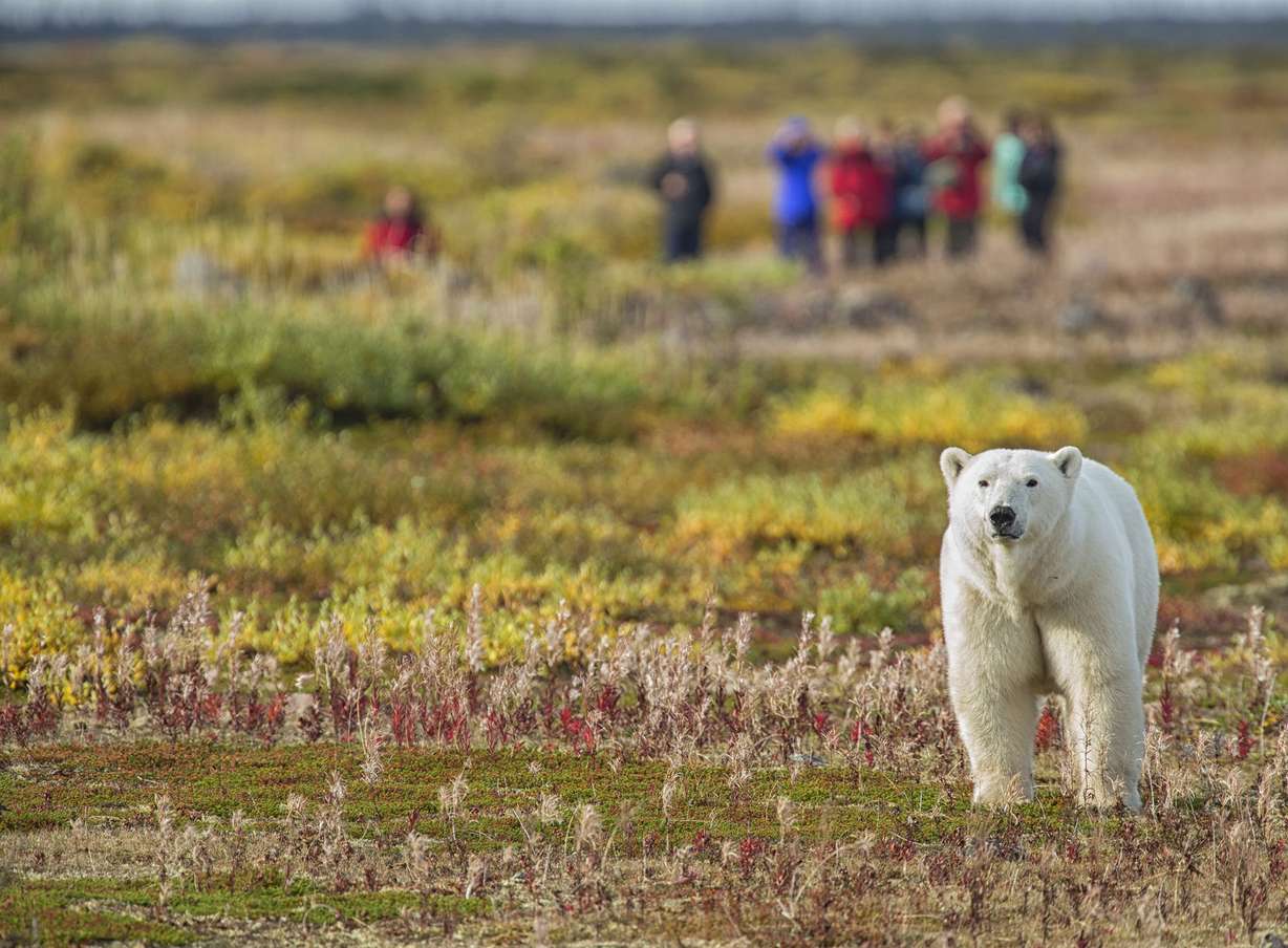 Climate change is melting polar bears' Arctic habitat. Courtesy:
Churchill Wild