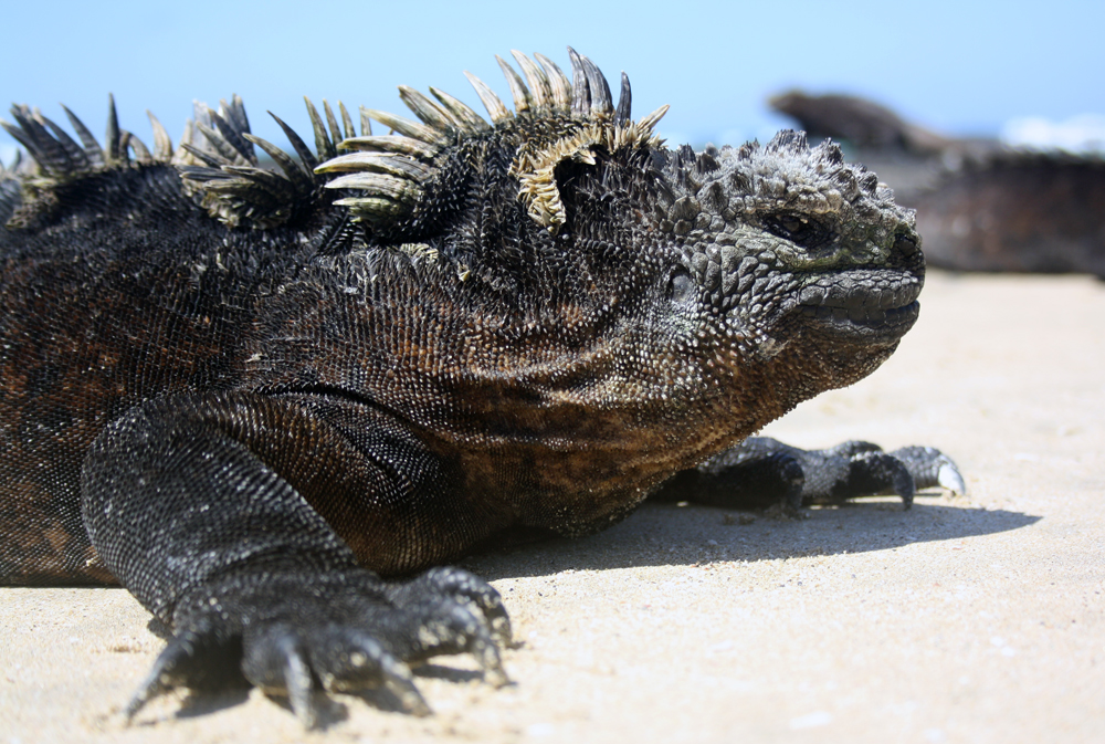 You can spot the animals that inspired Darwin's "The Origin of 
Species" on a Galapagos cruise. Courtesy: Sarah Reid