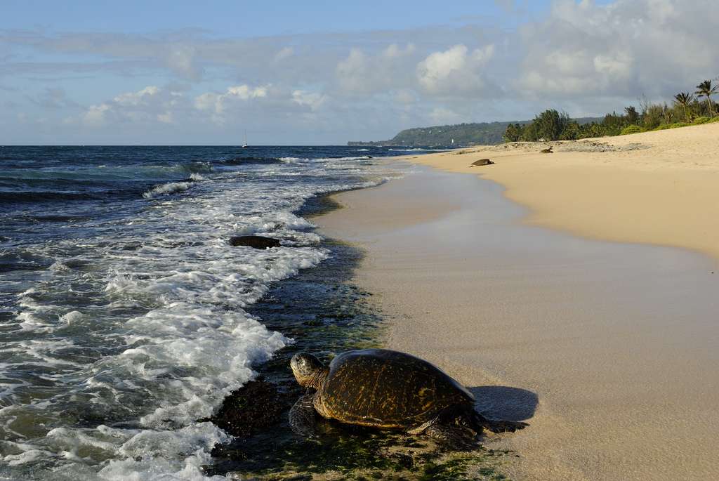 Intense egg collection, fisheries bycatch and light pollution have
forced species such as the leatherback, hawksbill and green turtles
onto endangered lists. Courtesy: Daniel Ramirez