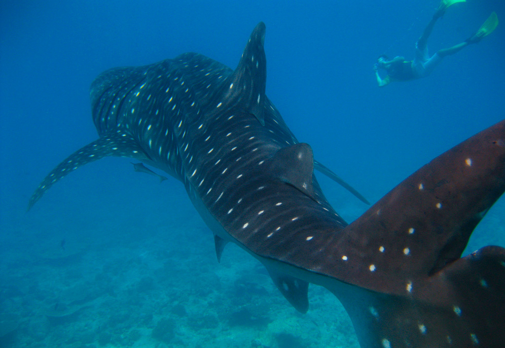Demand for their meat and fins presents an enormous threat to whale 
sharks. You can still swim with them off the Philippines. Courtesy: 
Christian Jensen