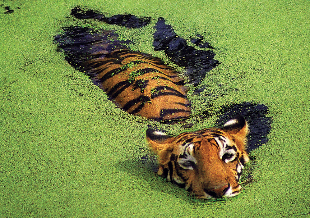 11 wildlife experiences that could vanish in your lifetime