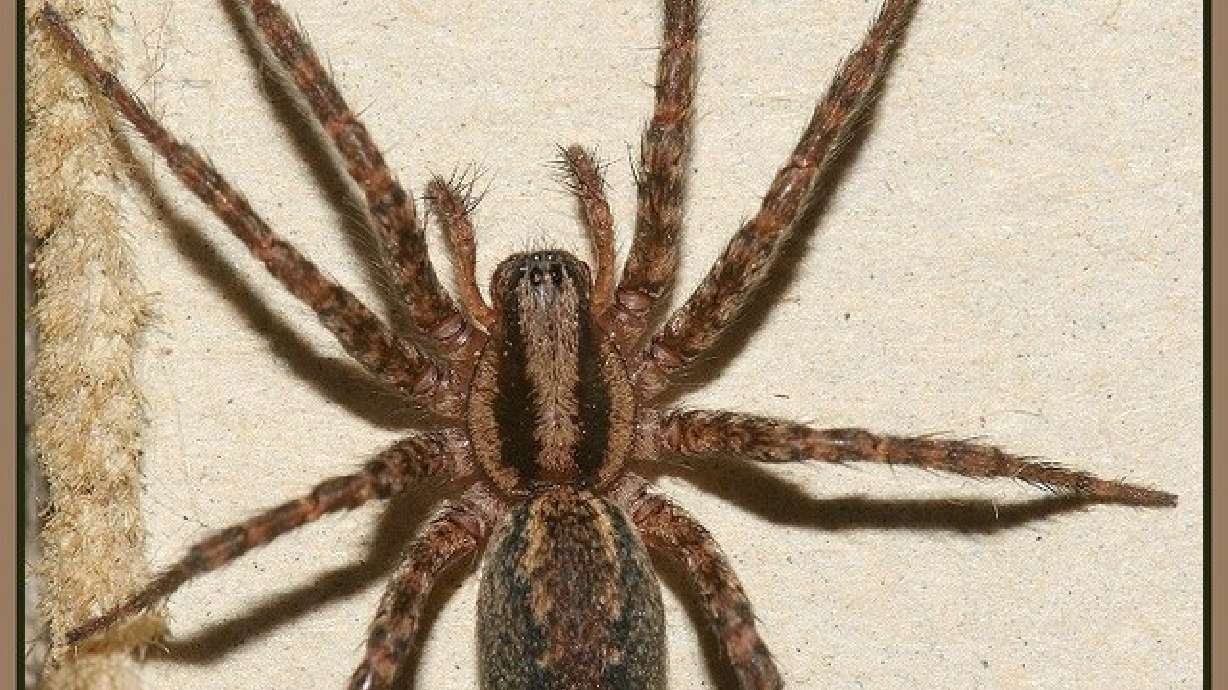Keeping dangerous spiders out of your home