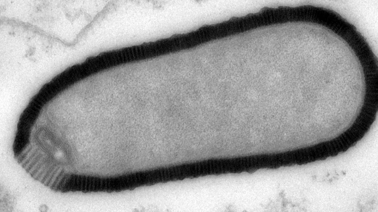 Giant virus revived after more than 30,000 years