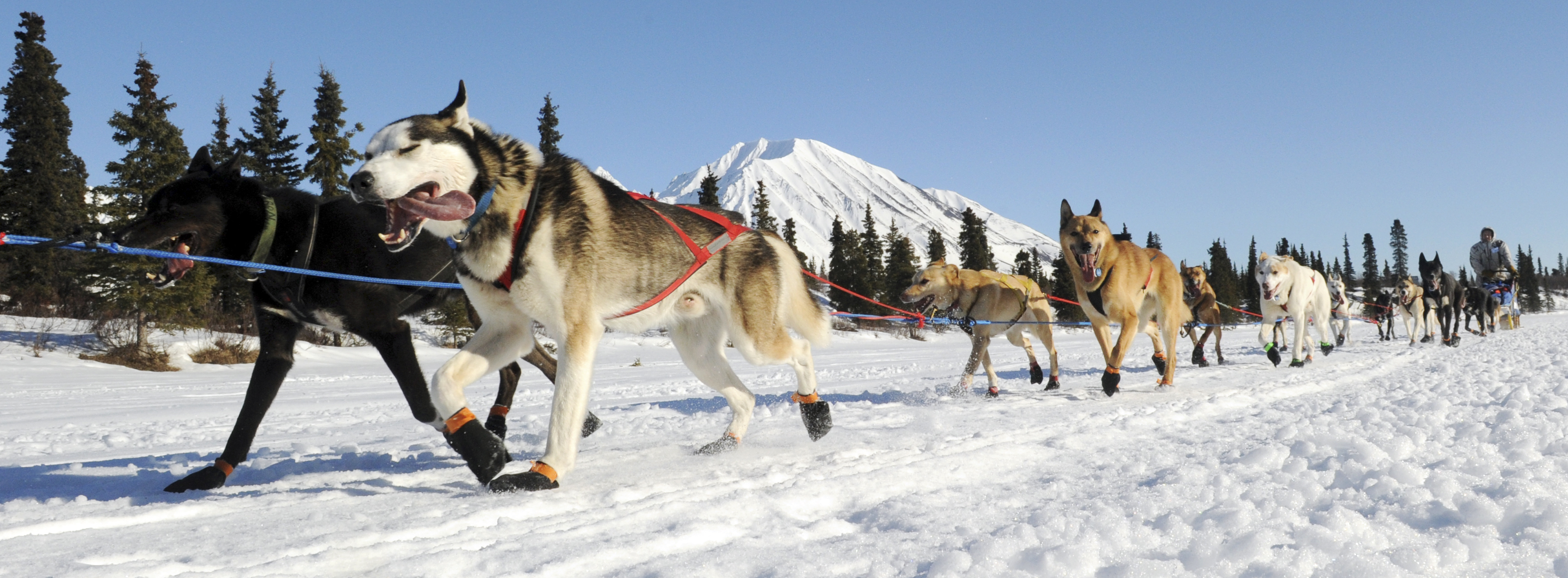 5 things to know about Iditarod's furry athletes