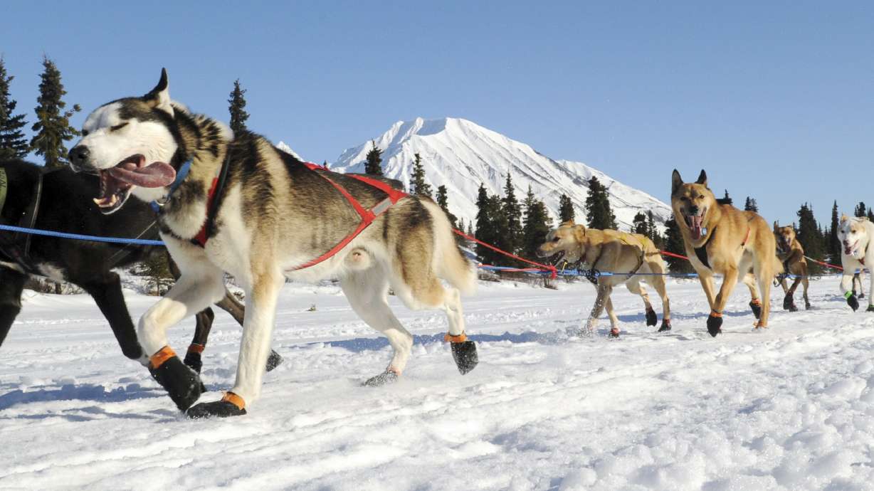 5 things to know about Iditarod's furry athletes