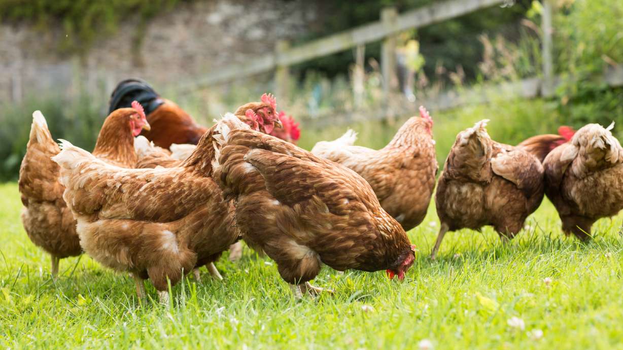 South Ogden leaders approved a change on Aug. 20 that lets residents keep backyard chickens.