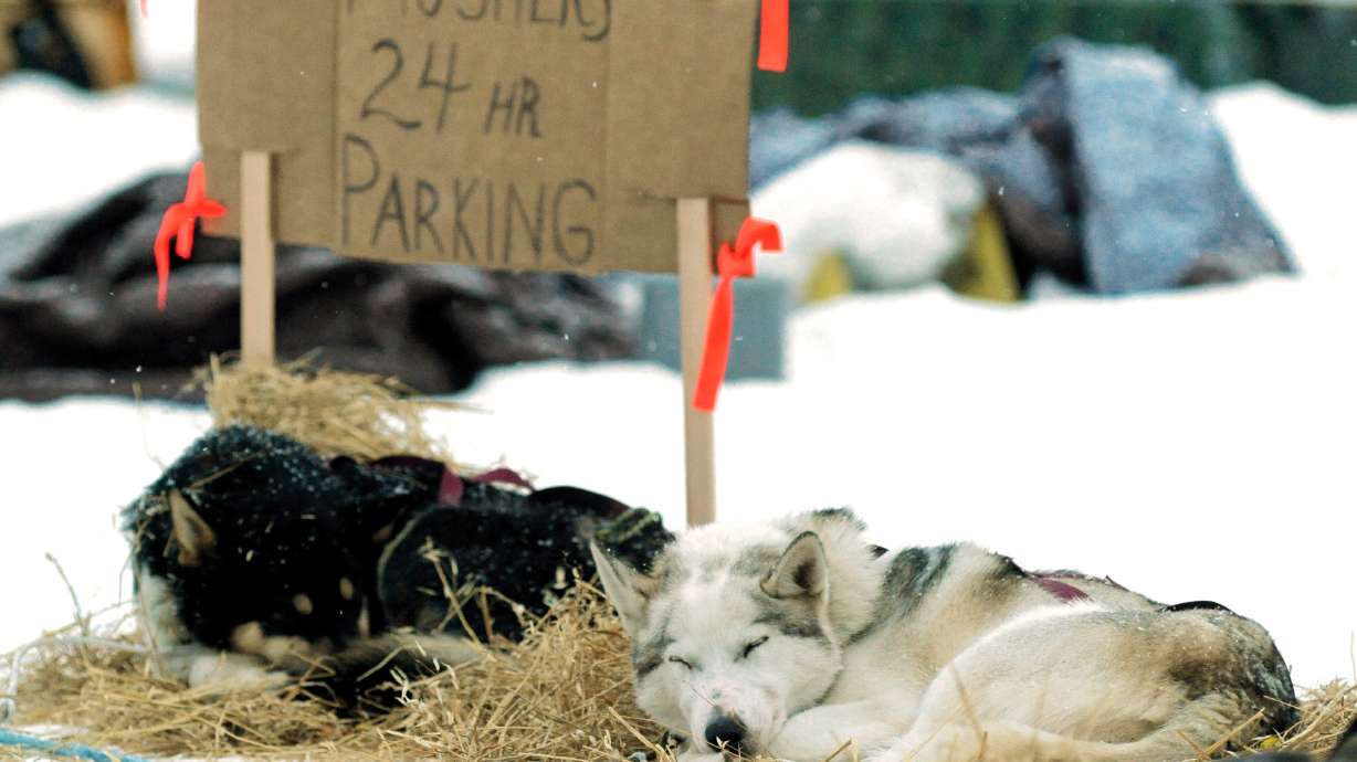 5 things to know about Iditarod's furry athletes
