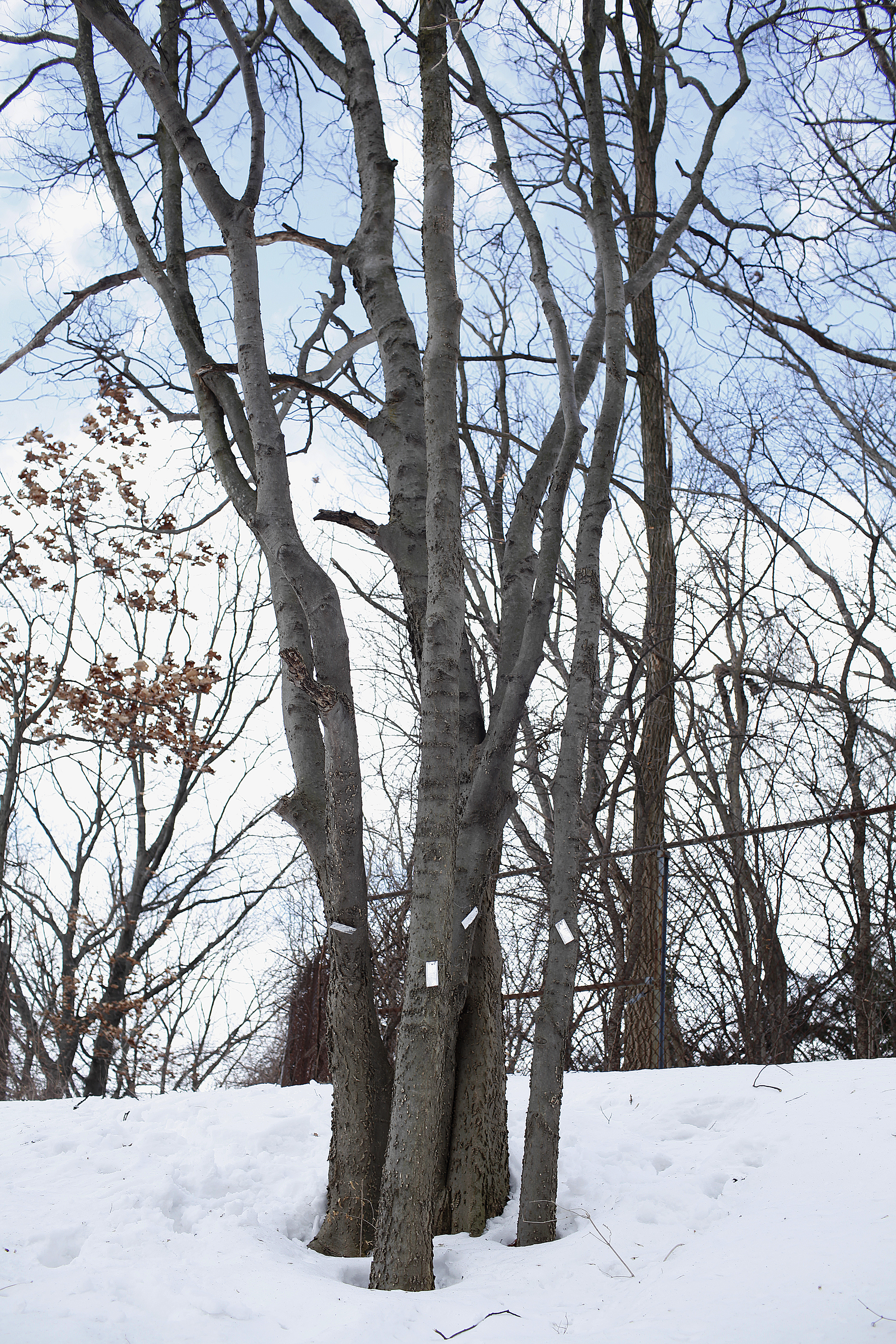 29 rare trees found on Western Michigan's campus