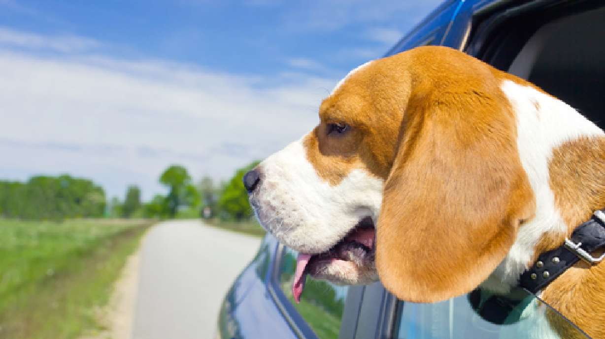 5 of the best cars for dog-lovers