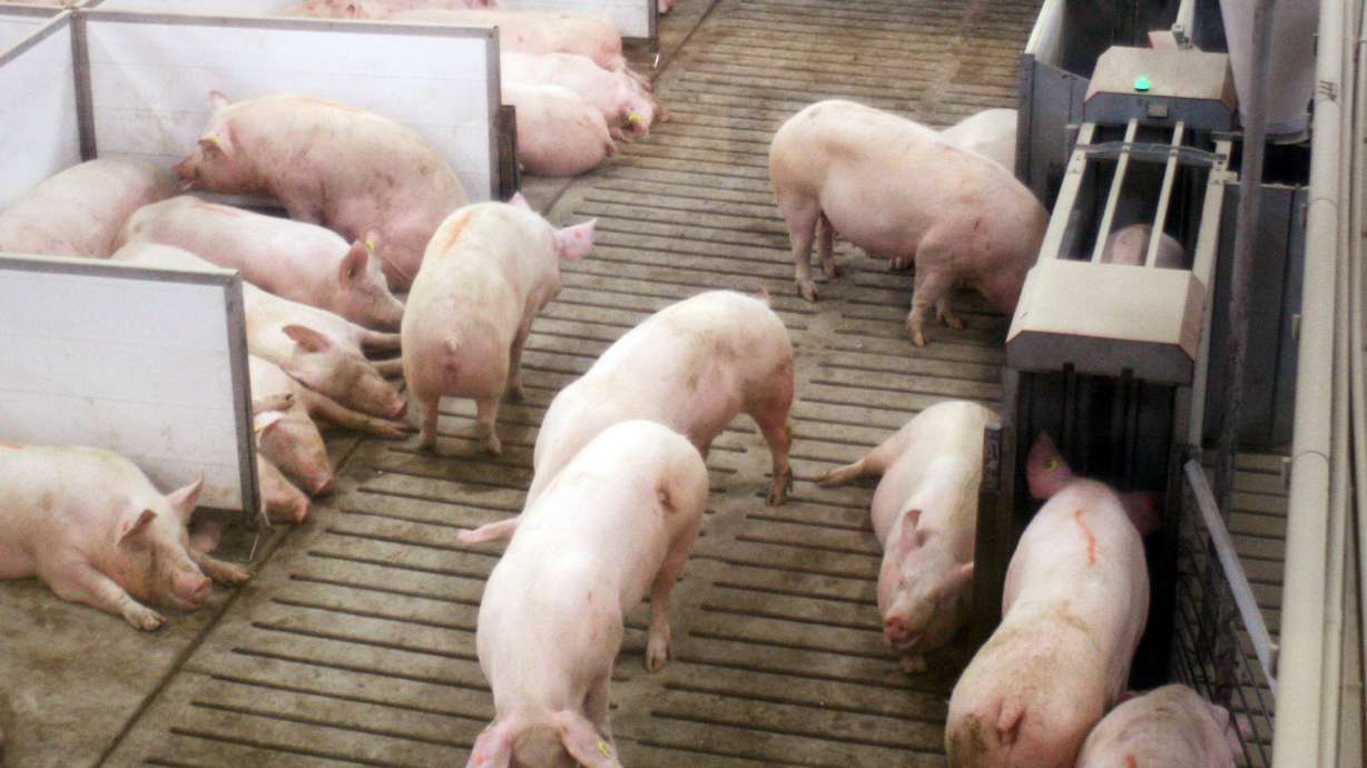 Bigger pig pens create challenges for farmers