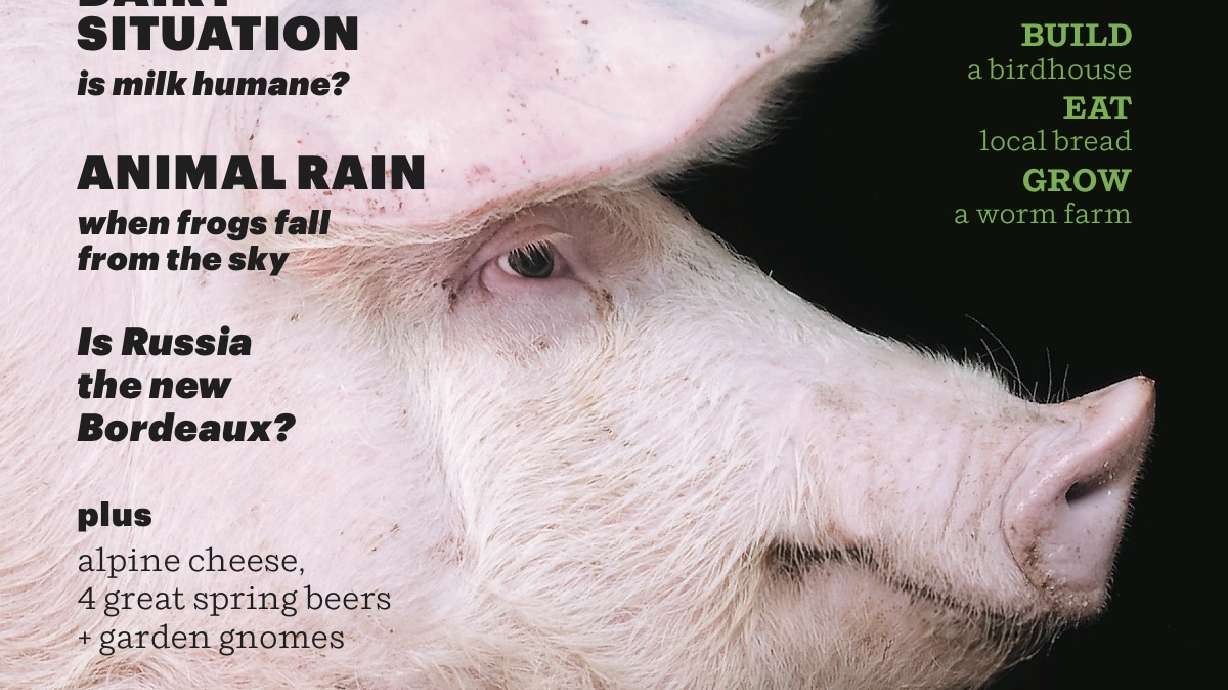 Print Quarterly on Newsstands March 11 th www.modernfarmer.com