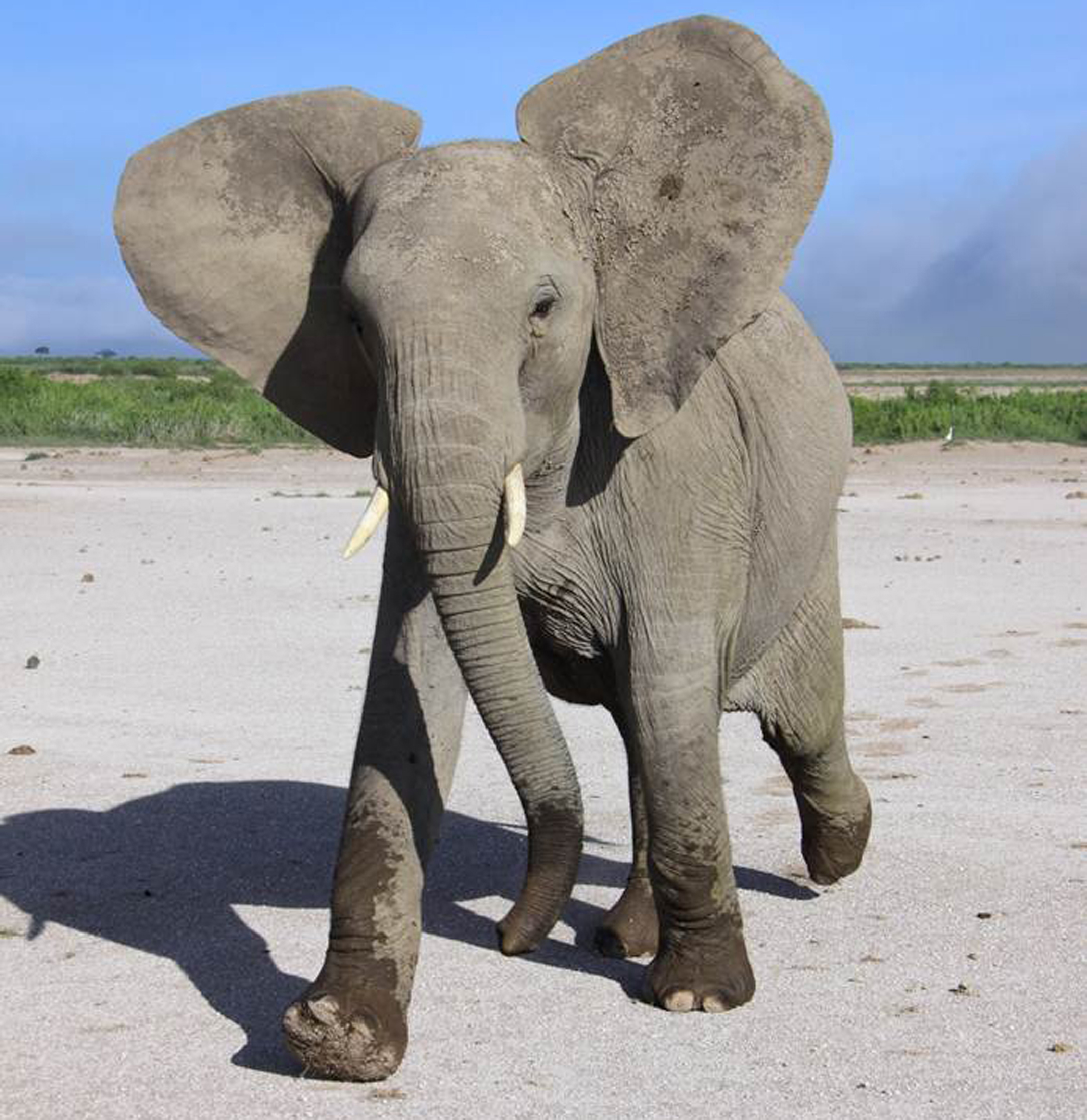 Elephants prove discerning listeners of us humans