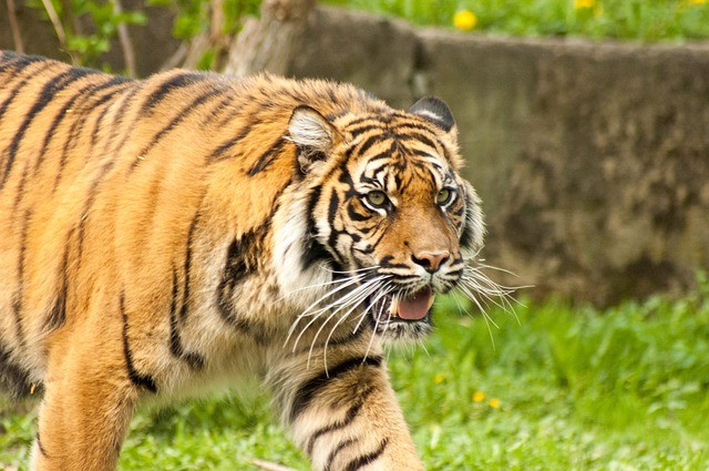 Man-eating tiger in India eludes hunters, claims additional victims