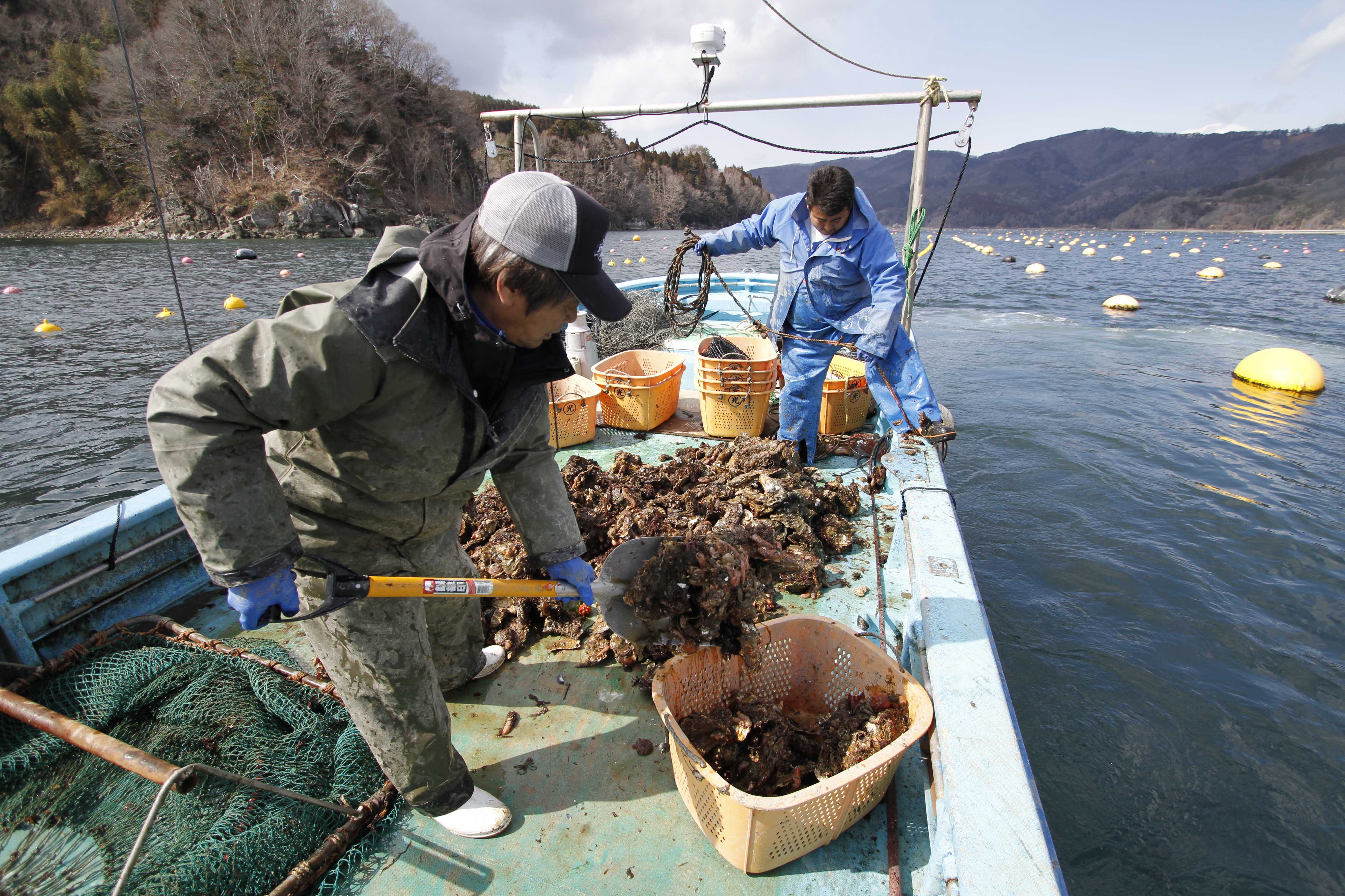Revival for Japan's tsunami wrecked fishing ports