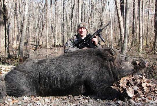 Hunter shoots 500-pound wild hog