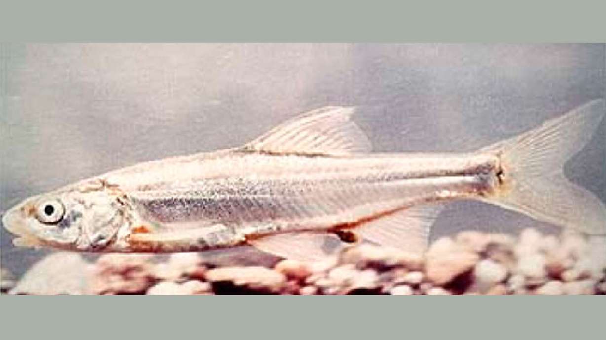 Officials may kill invasive Virgin River species