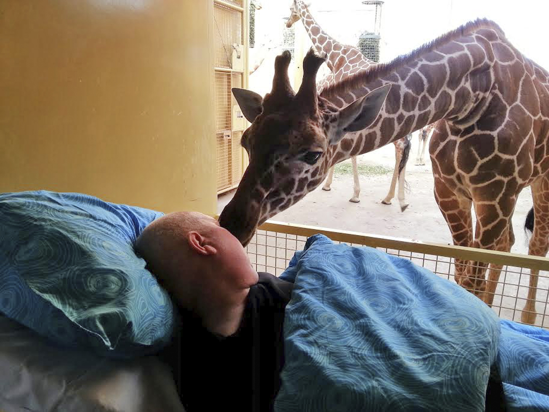 Giraffe licks dying zoo worker