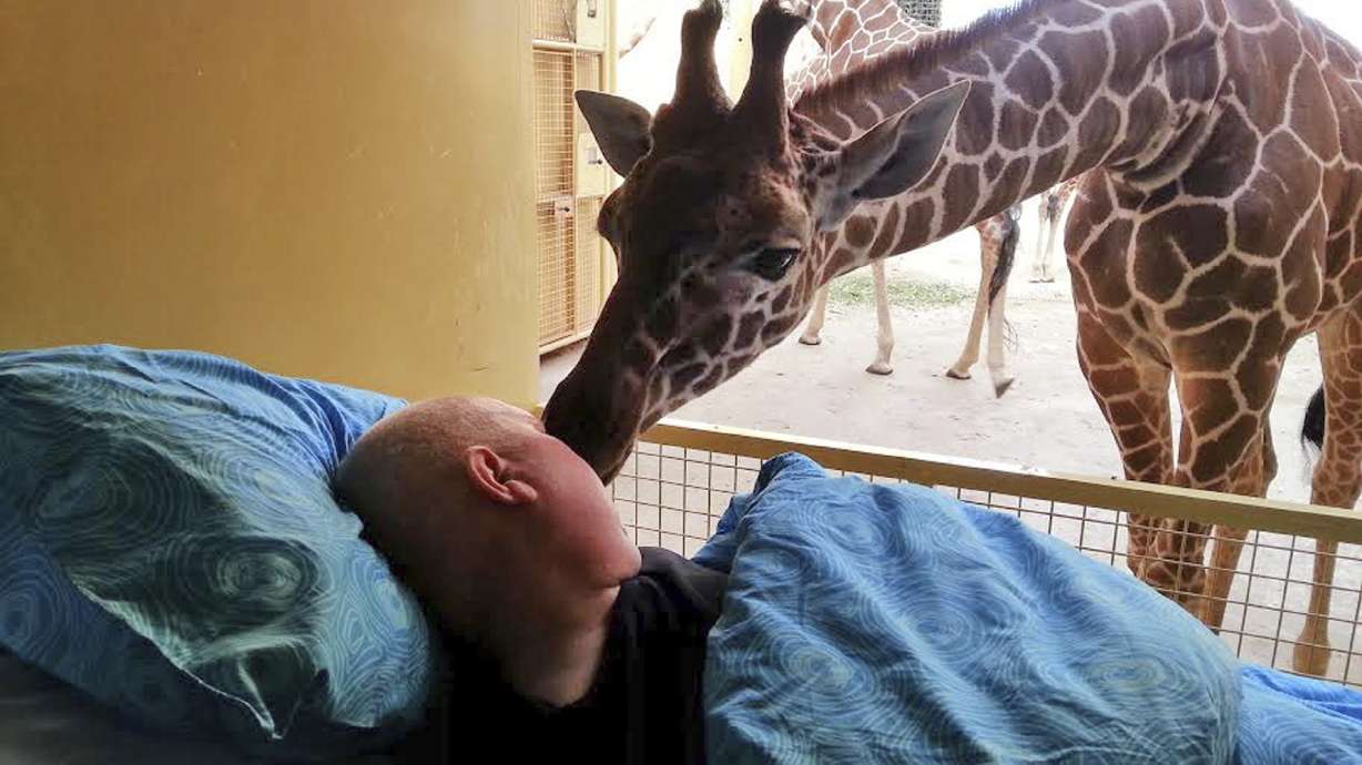 Giraffe licks dying zoo worker
