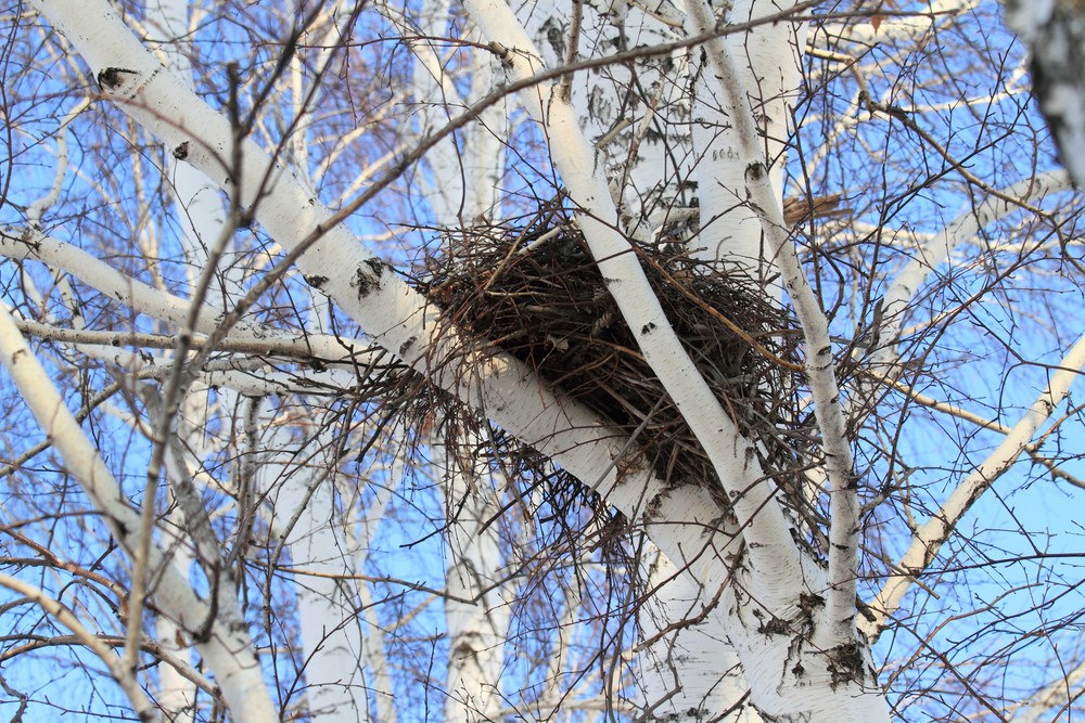 4 parenting lessons taught by birds