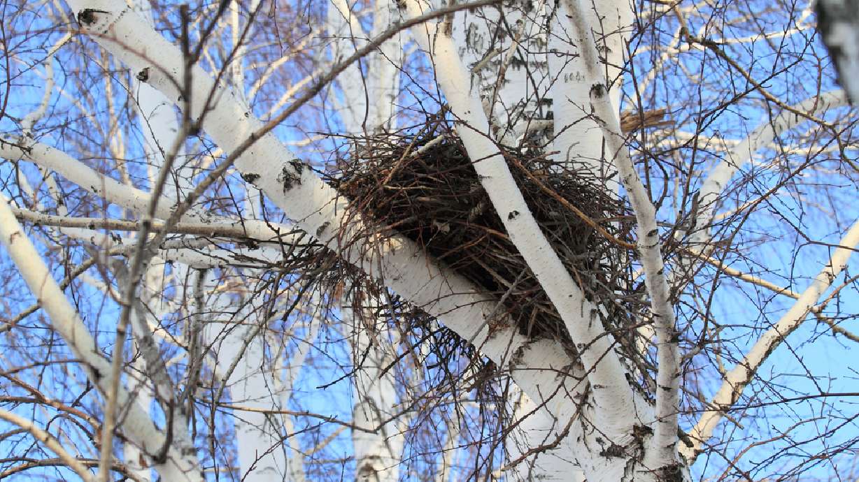 4 parenting lessons taught by birds