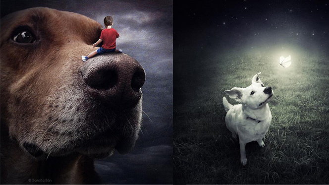 Photoshop whiz creates amazing photos to save shelter animals