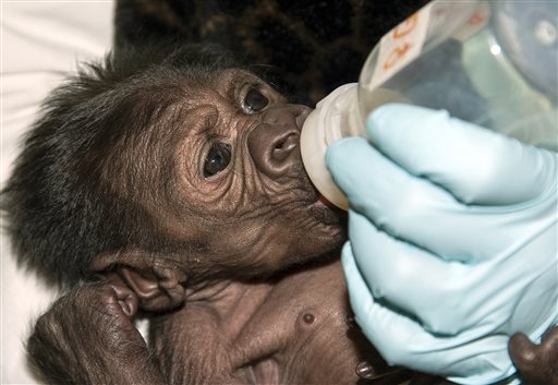 Gorilita se reúne con su mama