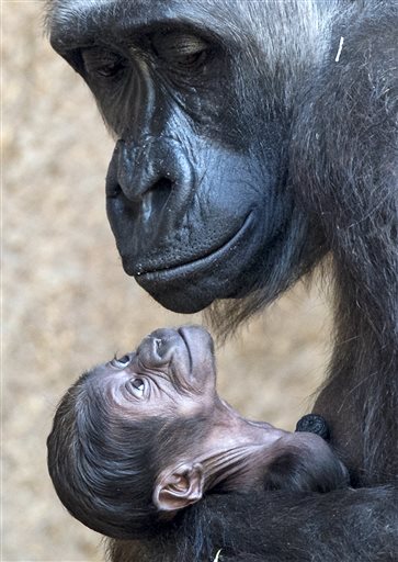 Gorilita se reúne con su mama