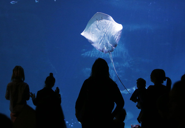 Living Planet Aquarium opens in Draper after 17 years - Img614 Living Planet Aquarium opens in Draper after 17 years - Img614