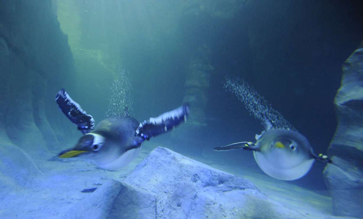 Living Planet Aquarium. Photo: Matt Gade, KSL, File