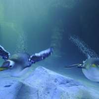 Living Planet Aquarium opens in Draper after 17 years