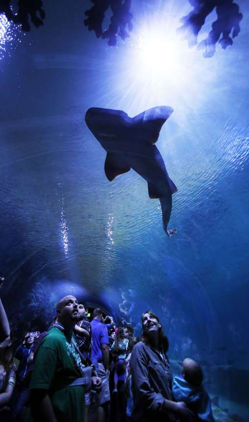 Visitors watch as a shark swims by in the
Loveland Living Planet Aquarium in Draper,
Tuesday, March 25, 2014.