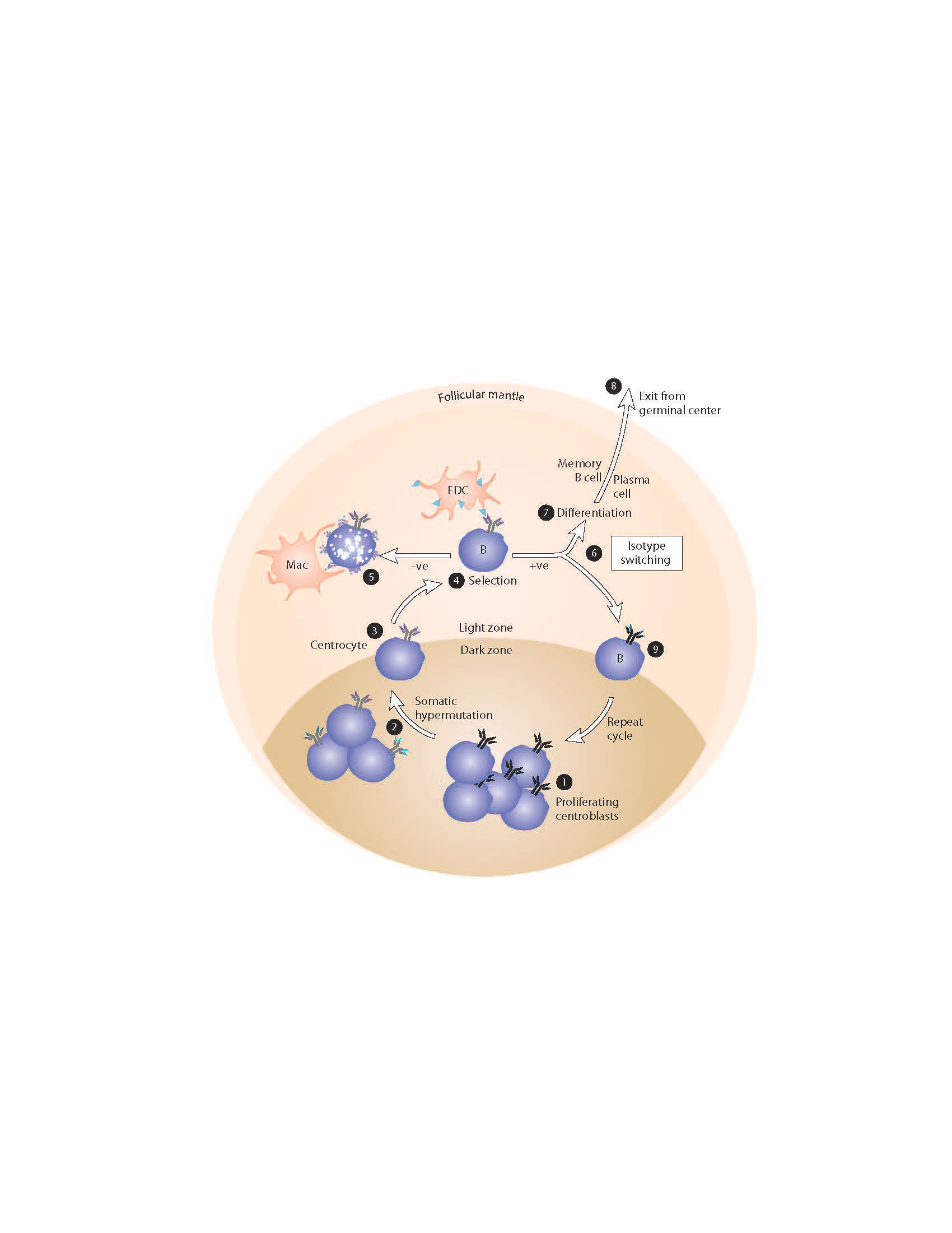 Elsevier Publishes Five New Immunology Books