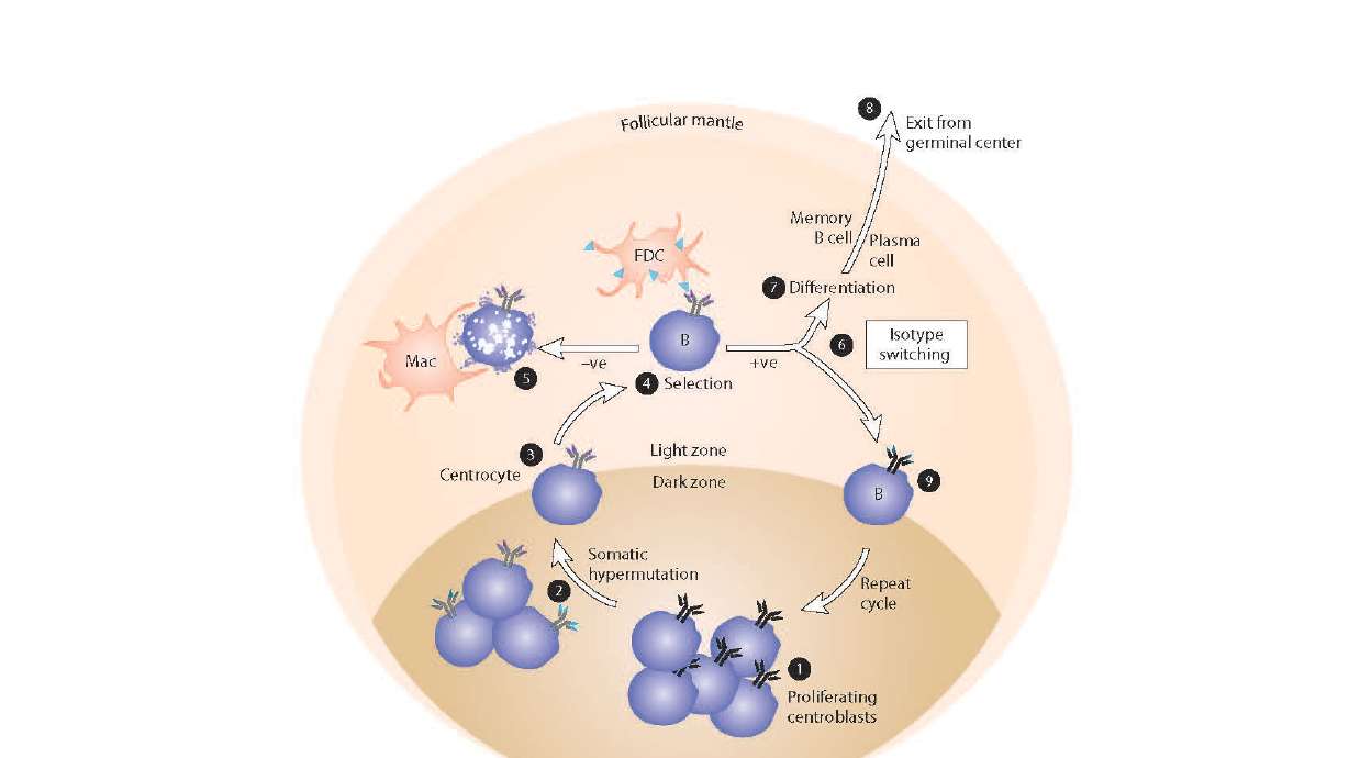 Elsevier Publishes Five New Immunology Books