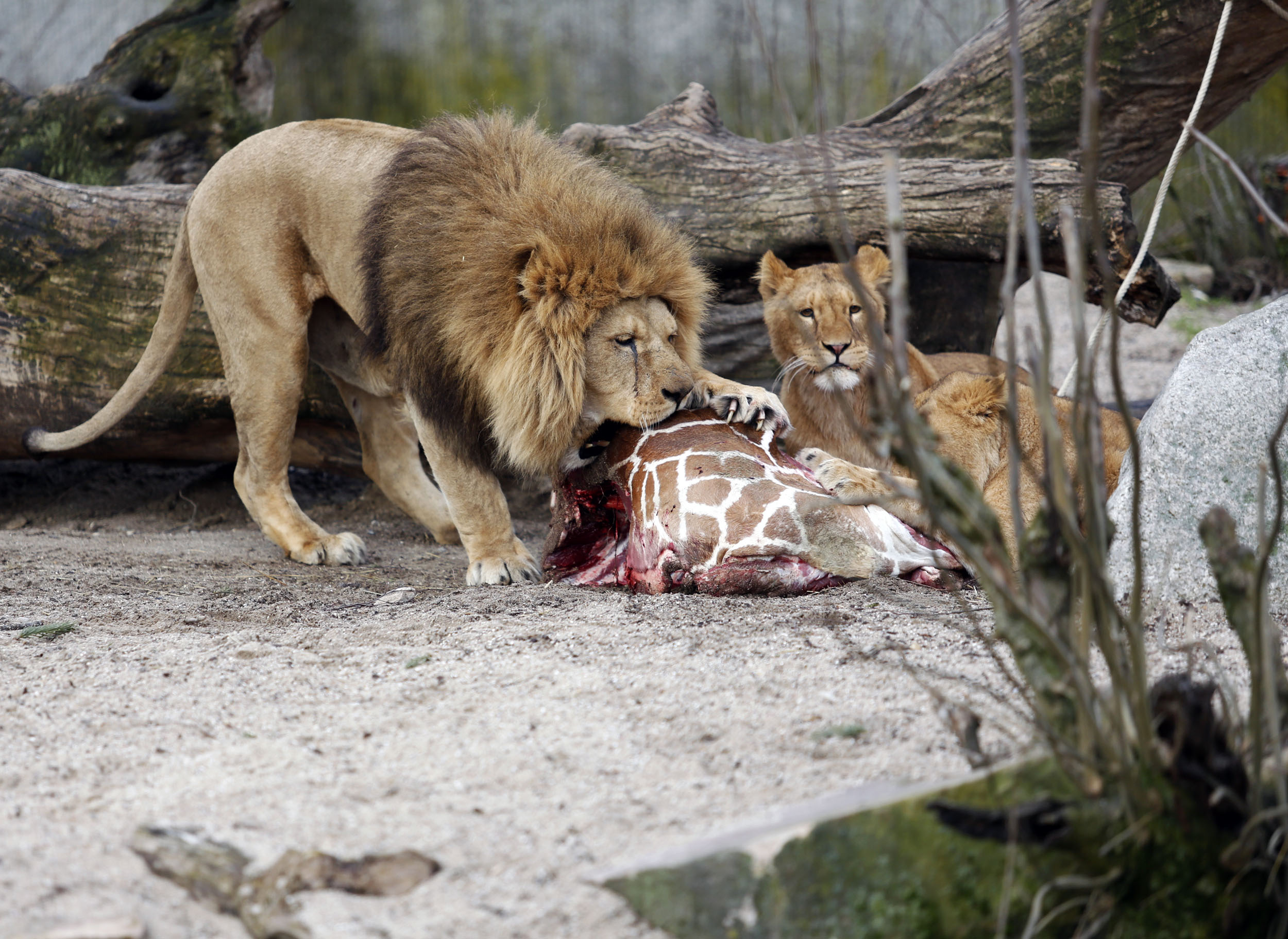 Danish zoo defends lion killing after giraffe cull