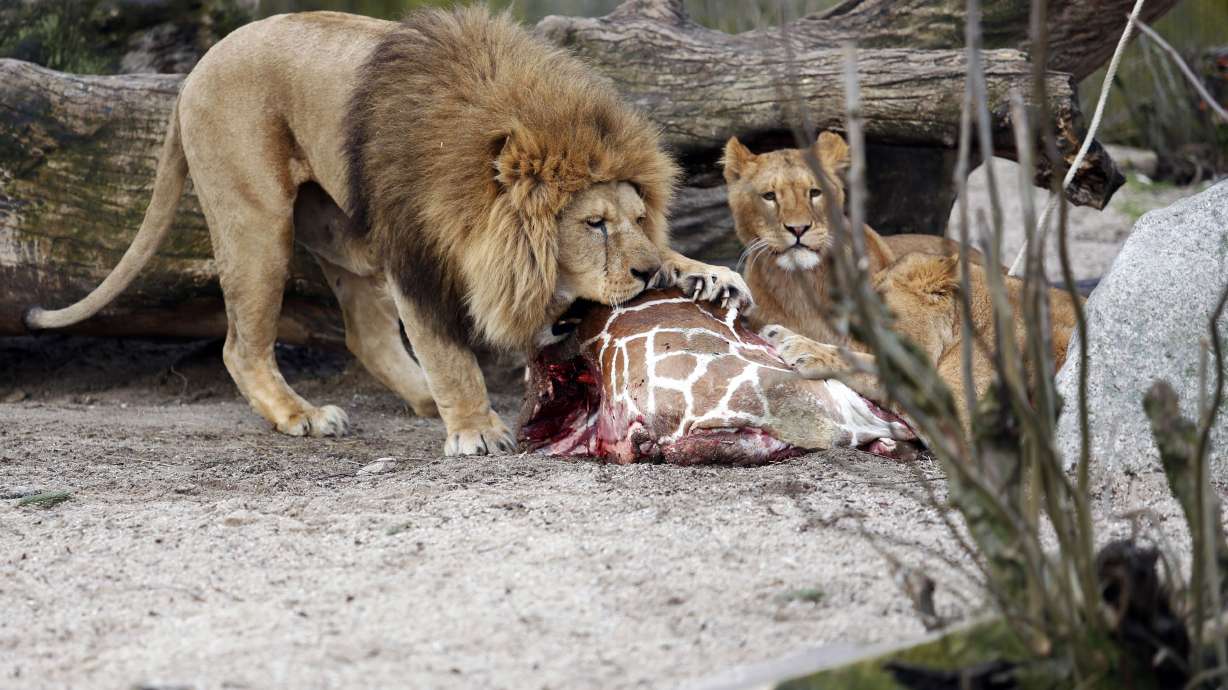 Danish zoo defends lion killing after giraffe cull