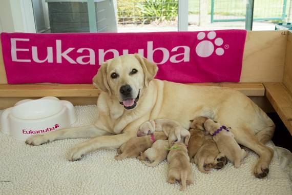 Tune in Daily to Watch Eukanuba-Raised Canine Companions for Independence (CCI) Puppies!